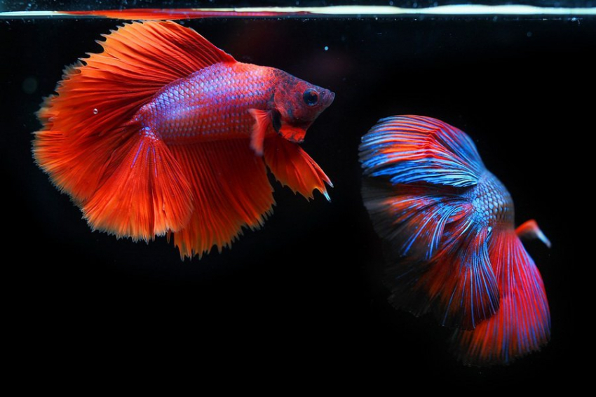 Рыбы с суперспособностями: морские петухи используют «ноги» для охоты